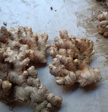 生姜蓝心姜火姜蓝姜批发零售