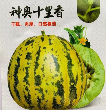 神奥十里香花皮甜瓜香瓜种子干瓤肉厚甜度21至26