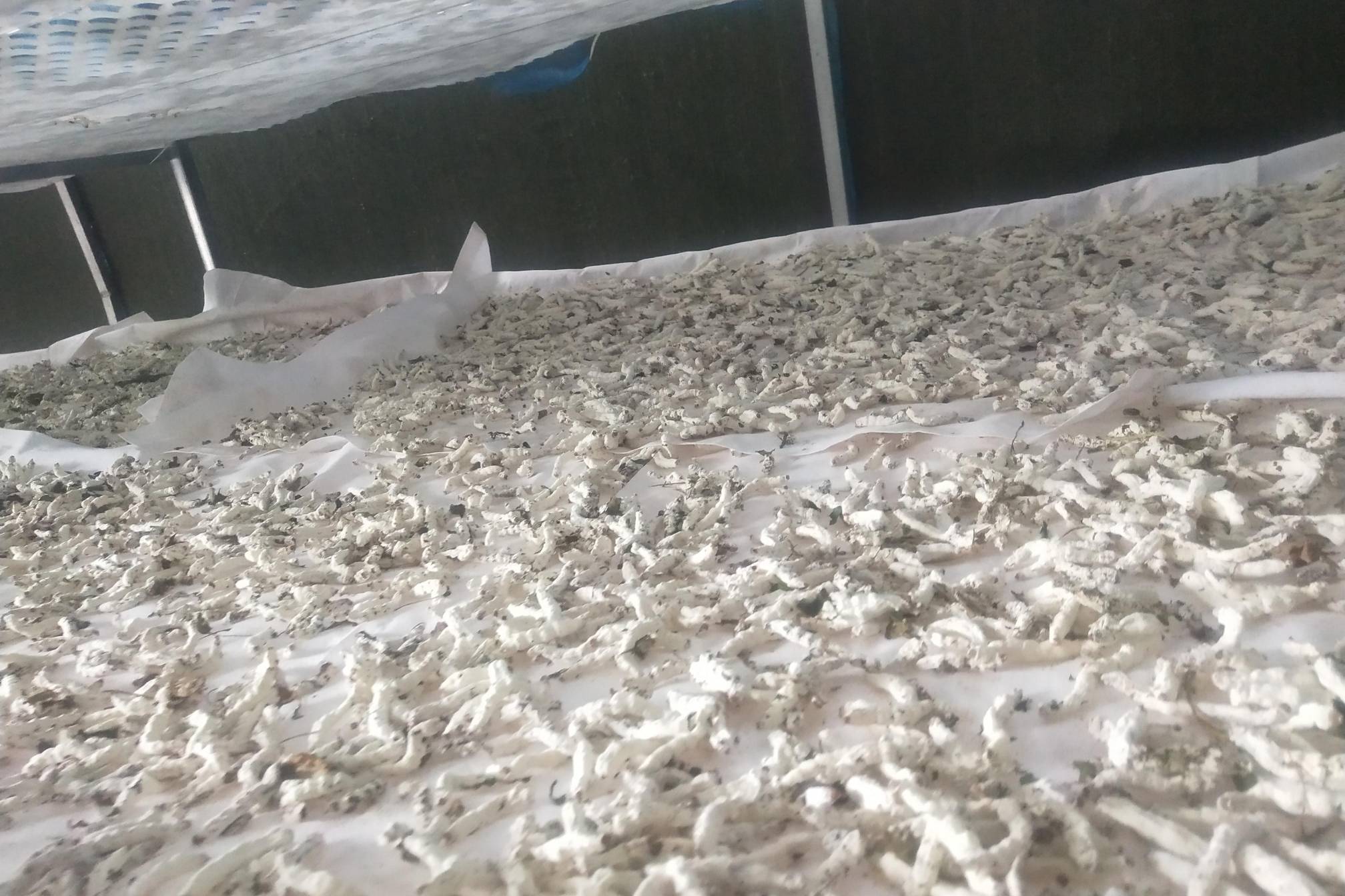 蚕丝被与大豆棉被芯在恒温恒湿箱中水汽透过速率实时曲线图