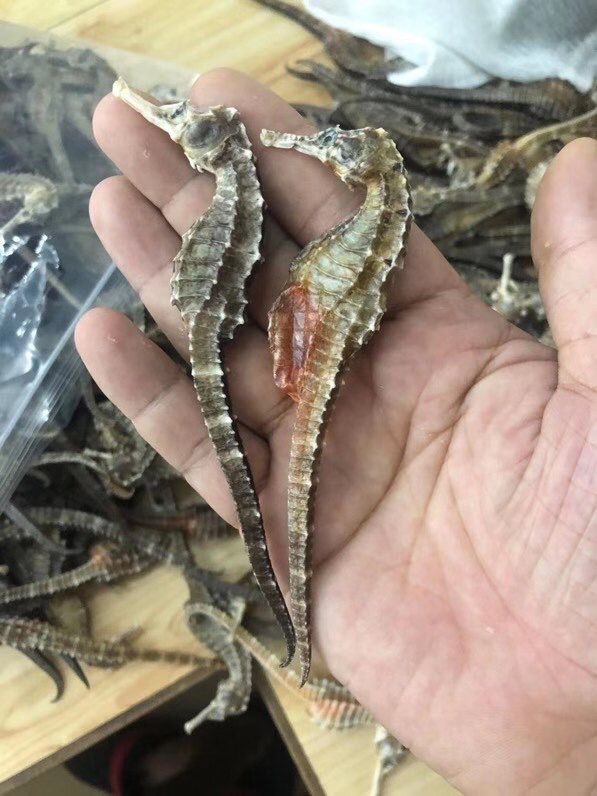 [干海马批发]海马本港三斑海马干货大海马各规格泡酒煲汤食材价格3.