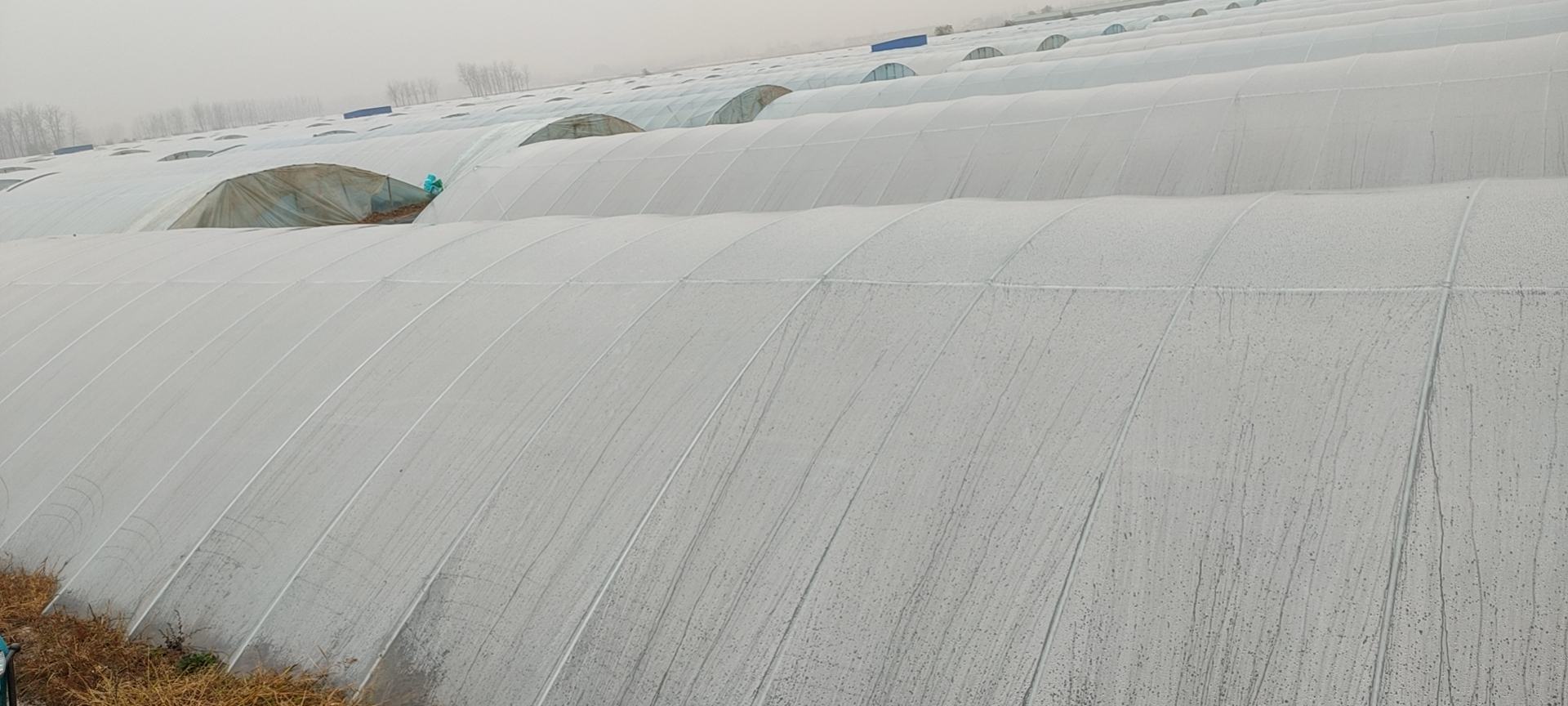 大对虾养殖池中的成虾群