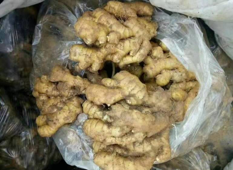 老姜沙藏法示意图