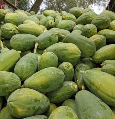 原产地直供没有中间商赚差价大白木瓜生瓜