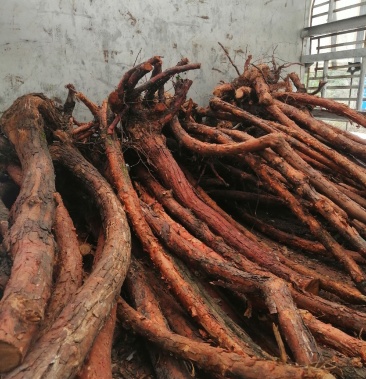 红刺藤根嫁接月季精品