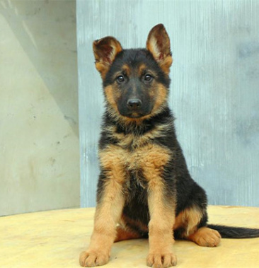 纯种德国牧羊犬幼犬幼崽德牧黑背德牧成年犬血统纯正疫苗齐全