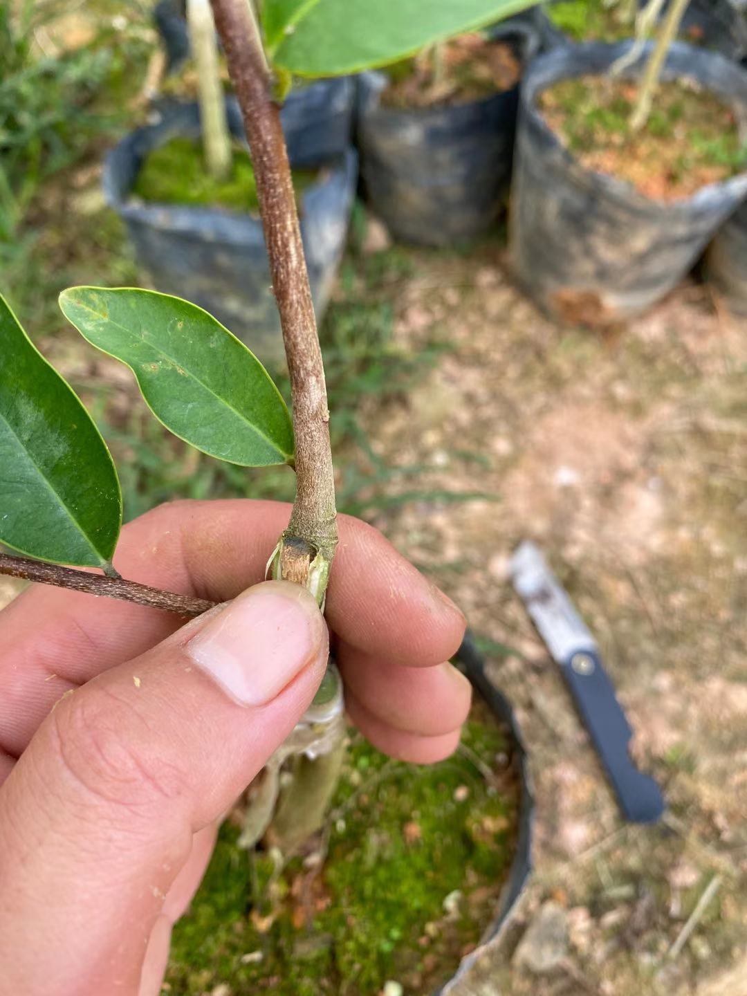 奇楠沉香苗 棋楠嫁接苗 一代棋楠嫁接苗