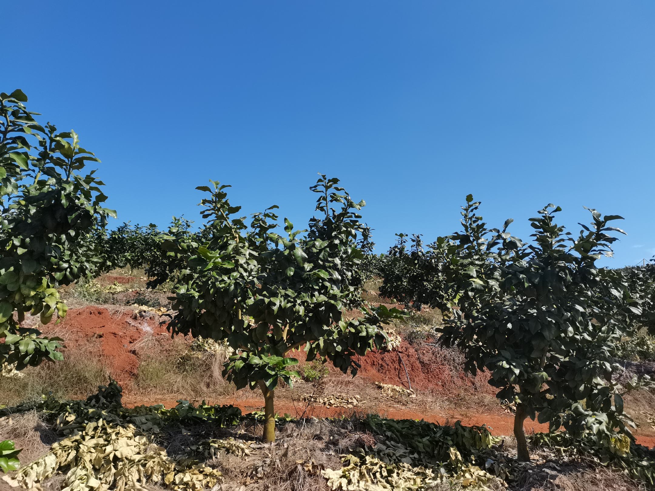 一片阳光充足的山坡果园中,成排的红心柚树挂满果实,部分果实外皮已转为淡黄色,农民正在检查果树生长情况,地面覆盖有机秸秆,天空晴朗 果园中的红心柚树