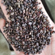 杜梨种子梨树种子精选货.产地直销低价出售芽率90%以上