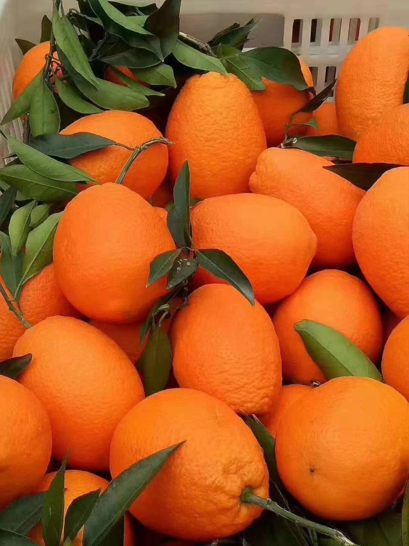 当前位置>供应大厅>水果>橙子>各种脐橙大量上市中,长虹脐橙,纽荷尔