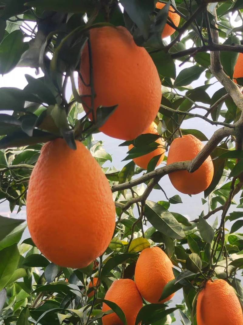 当前位置>供应大厅>水果>橙子>各种脐橙大量上市中,长虹脐橙,纽荷尔