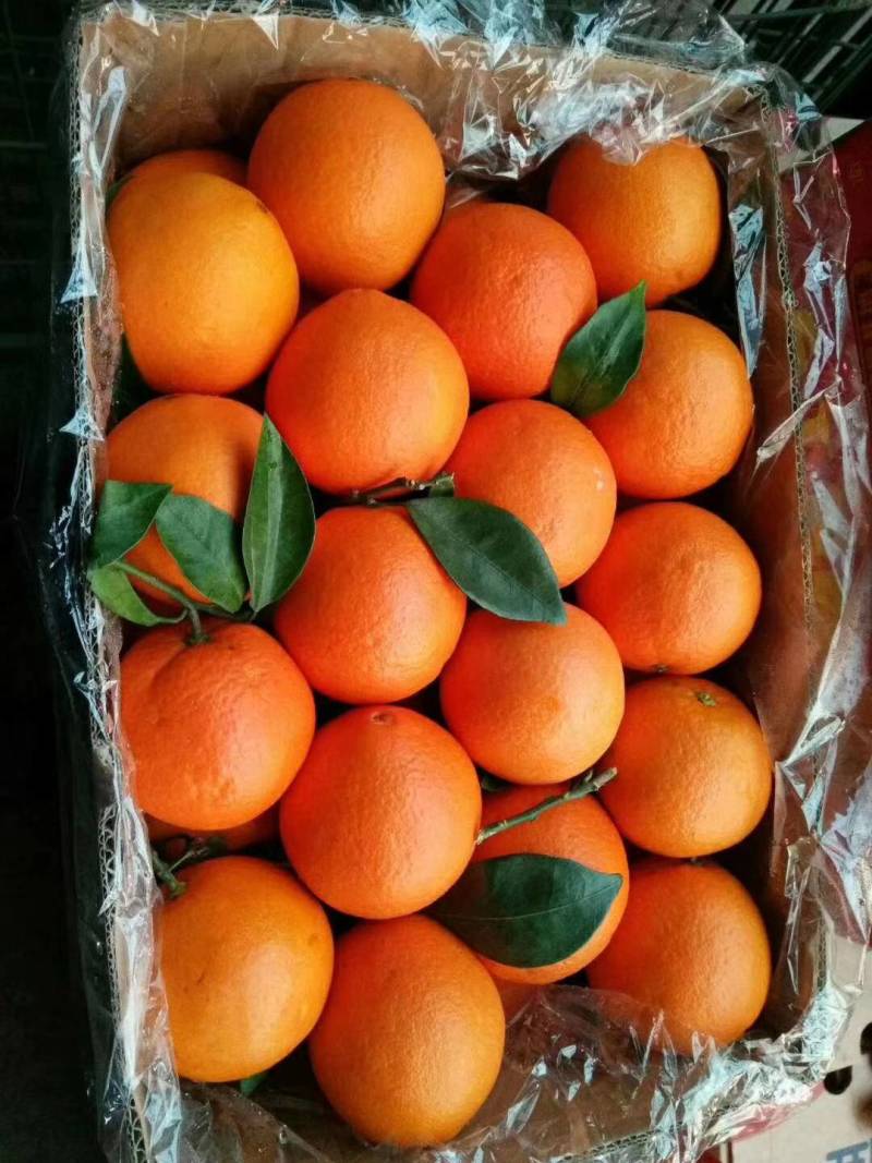 当前位置>供应大厅>水果>橙子>各种脐橙大量上市中,长虹脐橙,纽荷尔