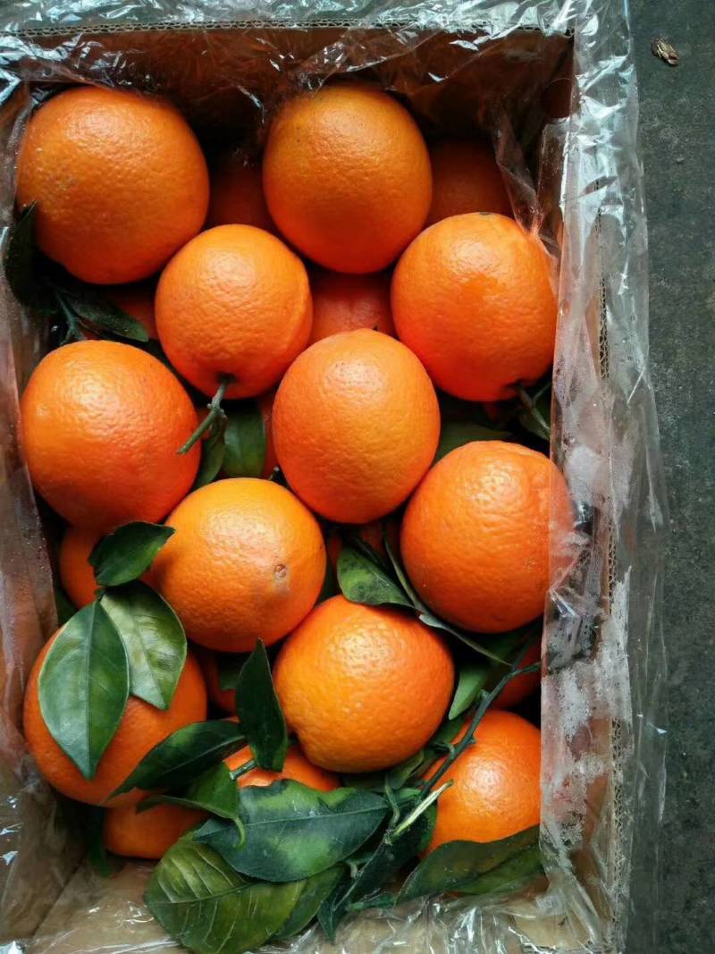 当前位置>供应大厅>水果>橙子>各种脐橙大量上市中,长虹脐橙,纽荷尔