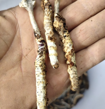 虫草贵州大山里的可以鉴定