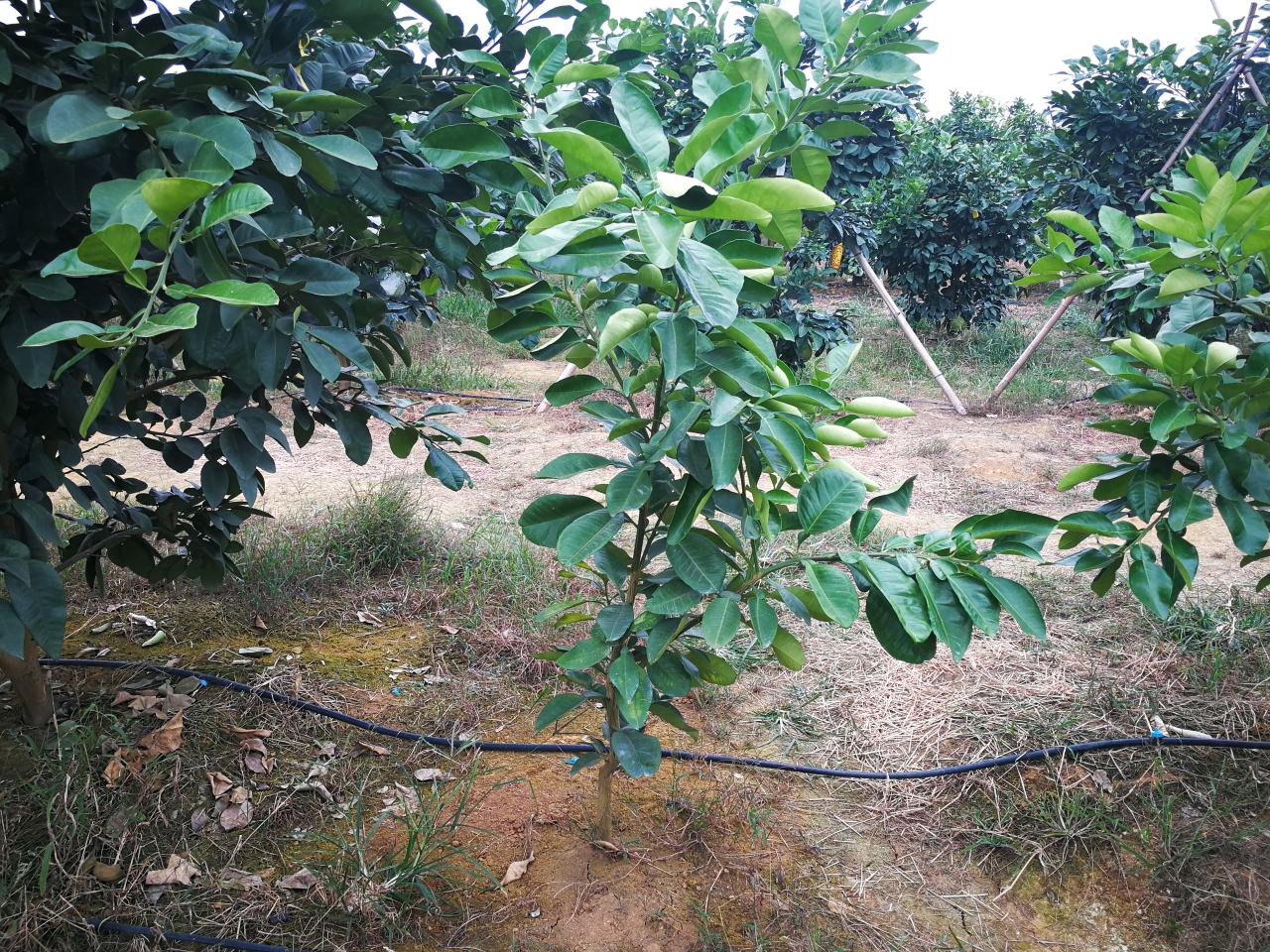 展示一个规模化柚子种植园,地面铺设黑色滴灌管道,均匀分布于每棵柚树根部周围;水源连接至中央控制箱,显示自动定时灌溉状态;背景可见整齐排列的柚树,树冠浓绿,部分挂有黄色果实 现代化柚子果园滴灌系统实景图