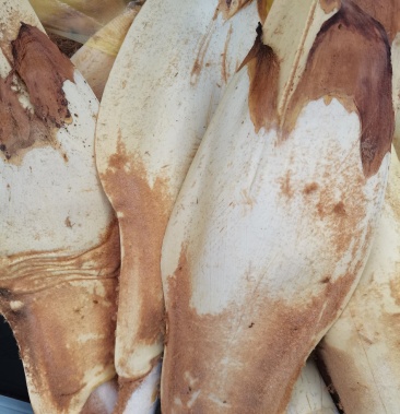 高山小米棕包米原生态现剥现卖保证新鲜保证健康