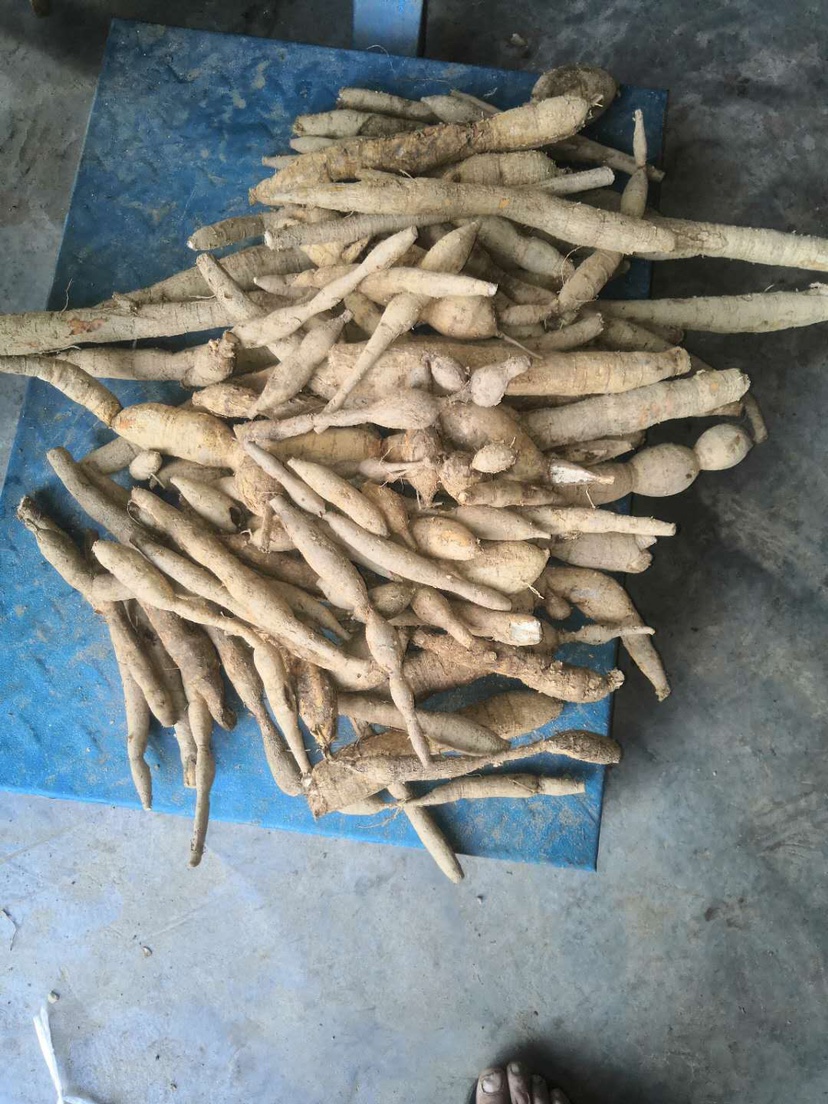 野生牛大力 广西黄皮 黑皮鲜货牛大力 长期供应鲜货