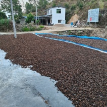 自产自销正宗纯正山茶油