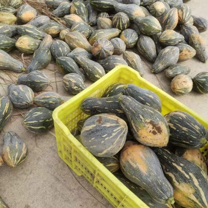 承接大型电商平台商场超市稳定供货试试搜这些香芋南瓜 大量现货 质量