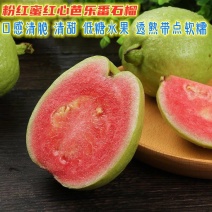 芭乐苗珍珠芭乐苗红心芭乐苗嫁接苗原土球发货