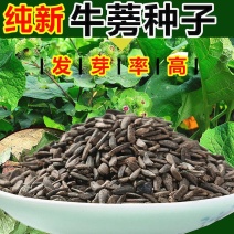 中药材牛蒡子种子纯新牛蒡大力子牛大力种子药材种子纯新货包