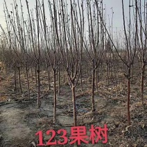 基地大量供应2~3公分123苹果树，李子树，沙果树