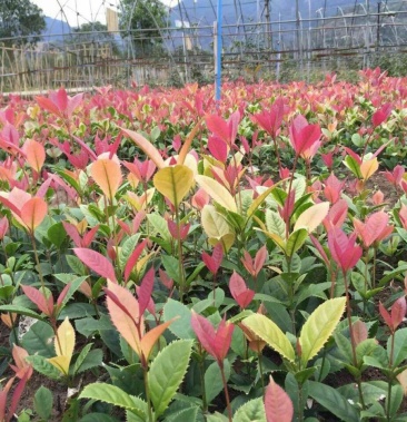 珍珠彩叶桂树苗庭院绿化苗木四季不落叶观叶桂花小苗室外包邮