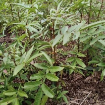花椒苗（韩城大红袍）容器苗大红袍花椒苗