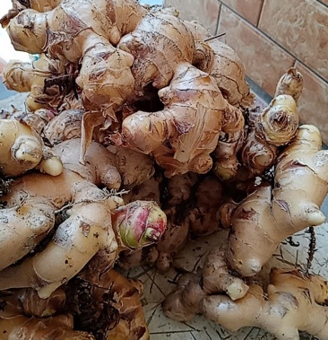 鸿福农副产品大肉姜出售