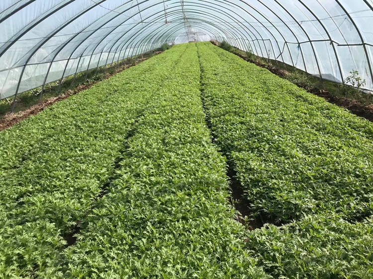 温室茼蒿种植实景图