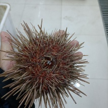 量大优惠大连海胆，活鲜即食海胆水袋1000g，欢迎批发