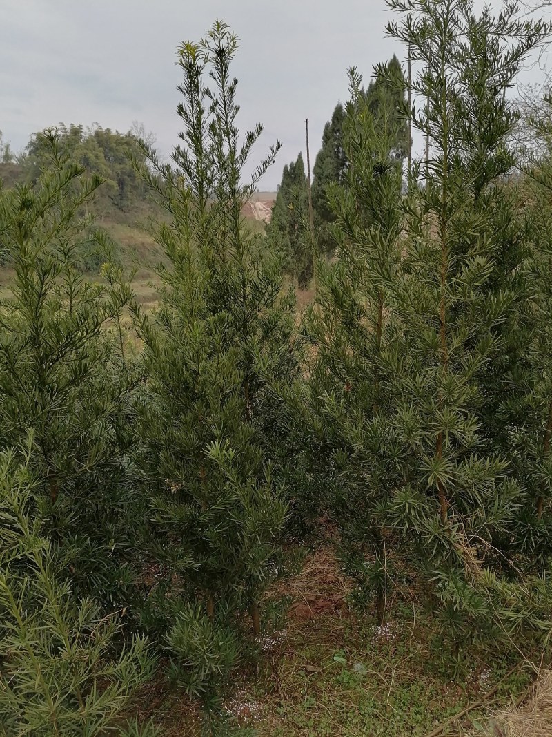 四川达州达川区松树 65.00元/棵四川罗汉松产地