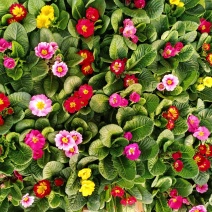 报春花，耐寒花卉，山东报春花