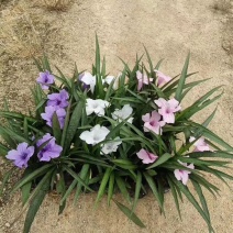 蓝花莉福建漳州蓝花莉绿化庭院设计基地直供大小规格袋苗