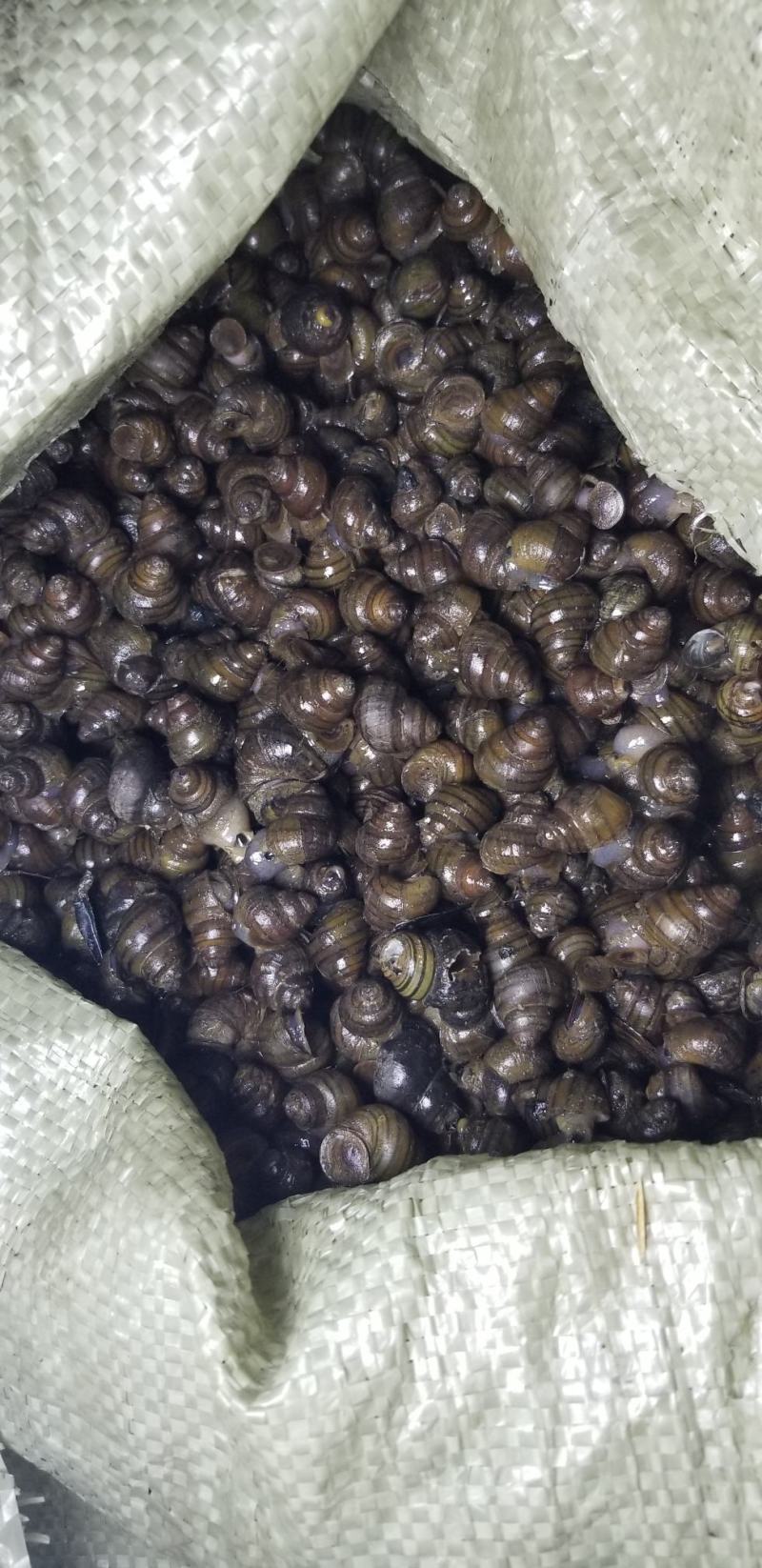 [螺蛳批发]广东揭阳榕城区螺蛳 13.00元/斤脆螺批发 长期有 _ 一亩田