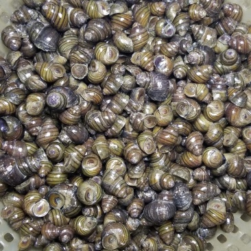 [螺蛳批发]广东揭阳榕城区螺蛳 13.00元/斤脆螺批发 长期有 _ 一亩田