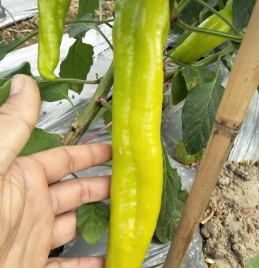 大量黄皮椒上市质量优品