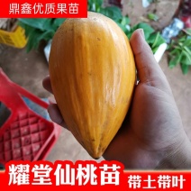 新品热卖耀堂大果仙桃树苗鸡蛋果苗嫁接苗水分足甜而不腻果树