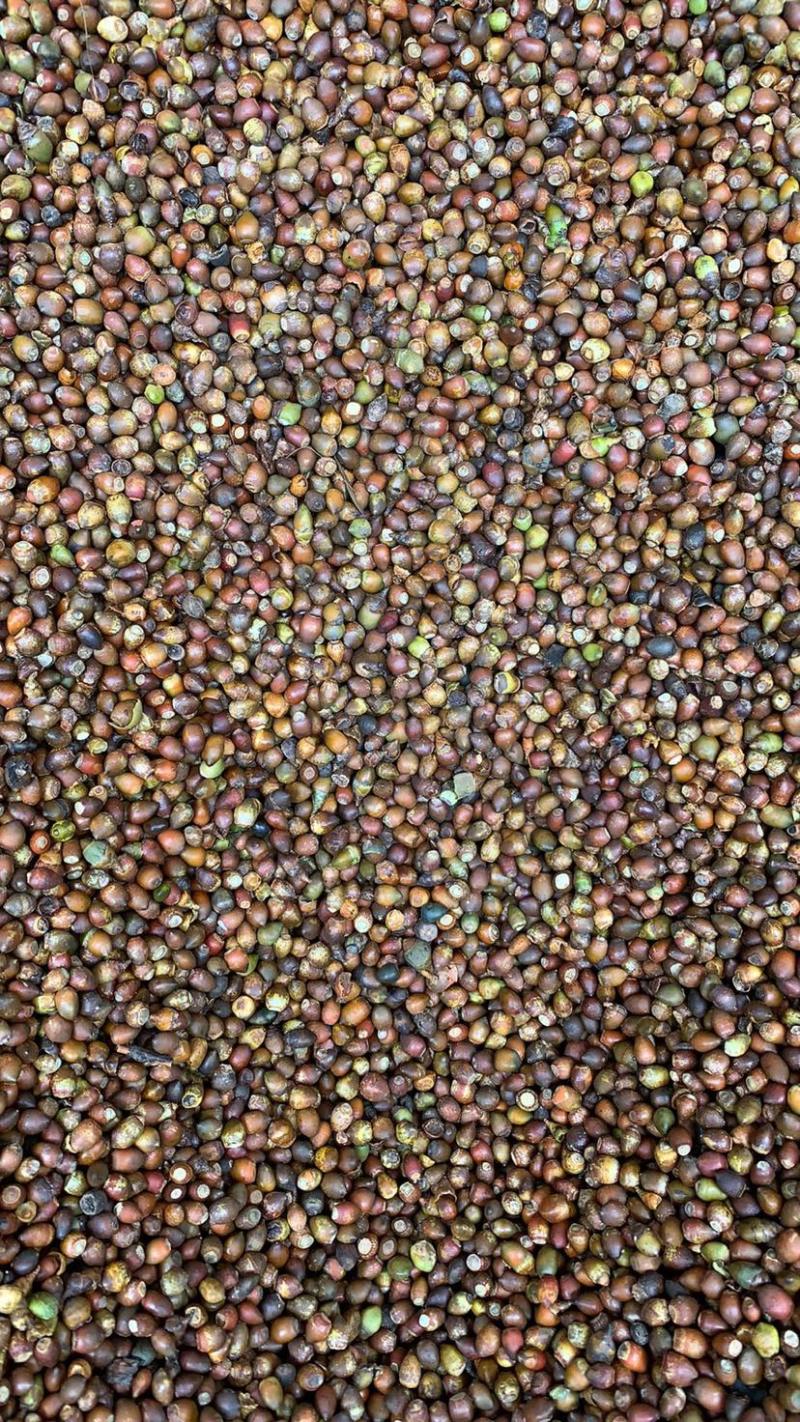 沙藏红豆杉种子红豆杉种子红豆杉种子