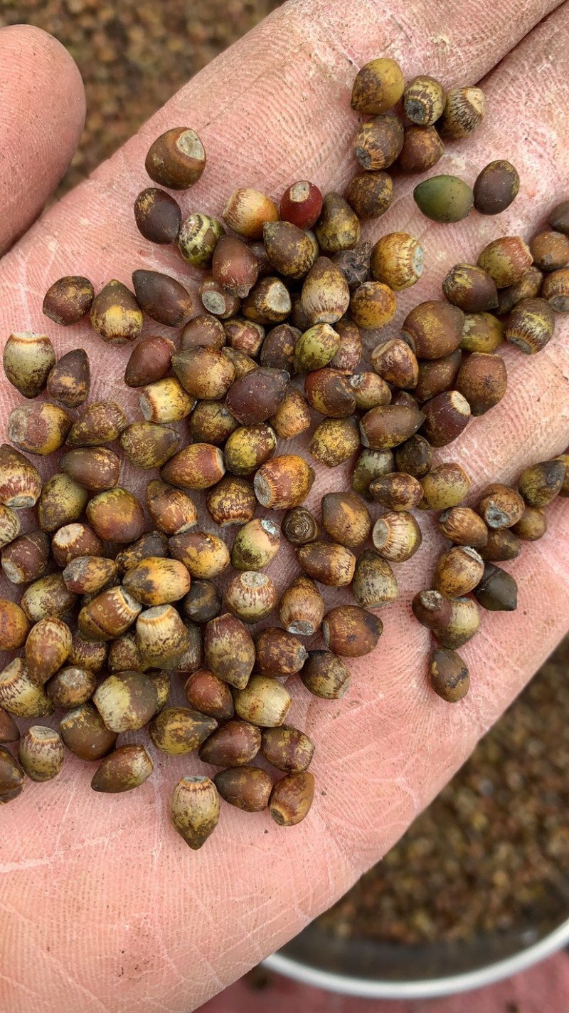 沙藏红豆杉种子红豆杉种子红豆杉种子