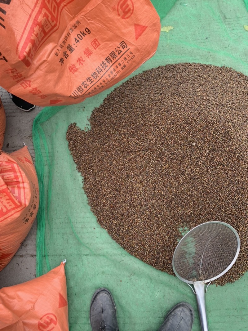 沙藏红豆杉种子红豆杉种子红豆杉种子