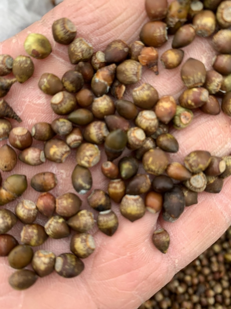 沙藏红豆杉种子红豆杉种子红豆杉种子