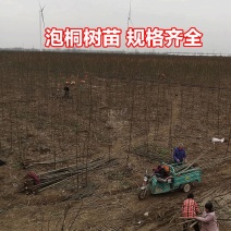 青桐绿桐树苗开花梧桐树苗本地泡桐树苗