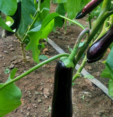 寿光长茄子农家自种现摘现发