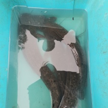 清水鲶鱼欢迎老板下单。。。