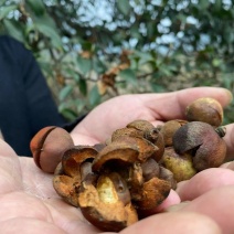 湖南湘西深山野生茶油籽，如果联系我的请讲到一亩地看到的
