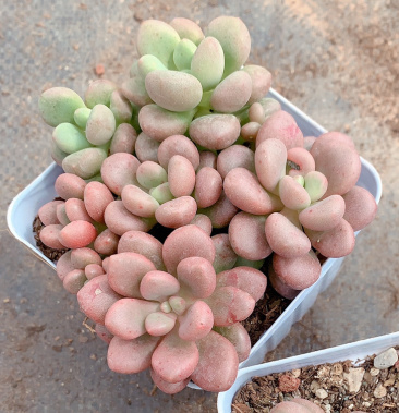 [多肉植物批发]先锋派砍头苗新品多肉种苗类似洛可可爱爆崽有血斑好出