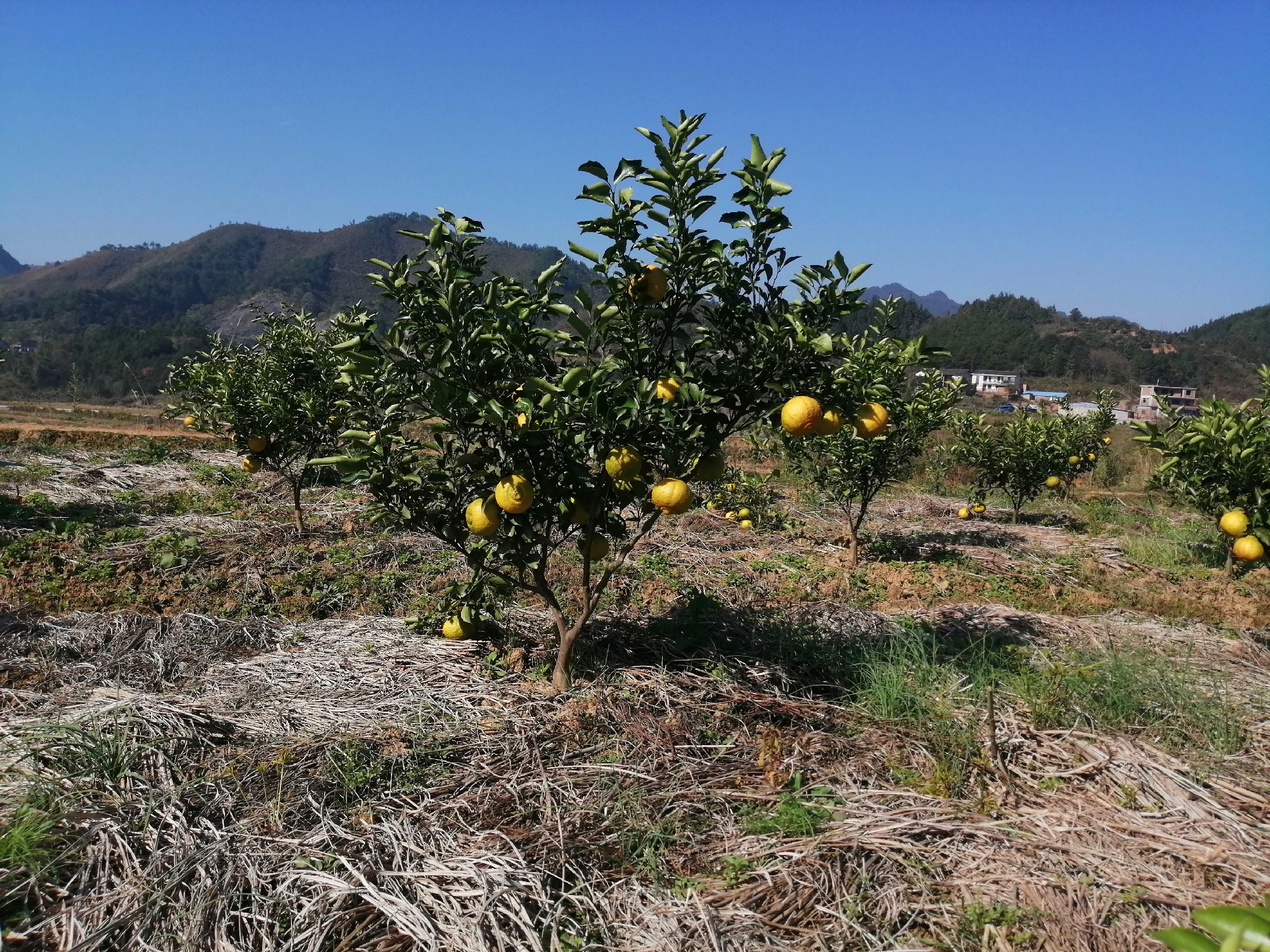 黄金柚树图片