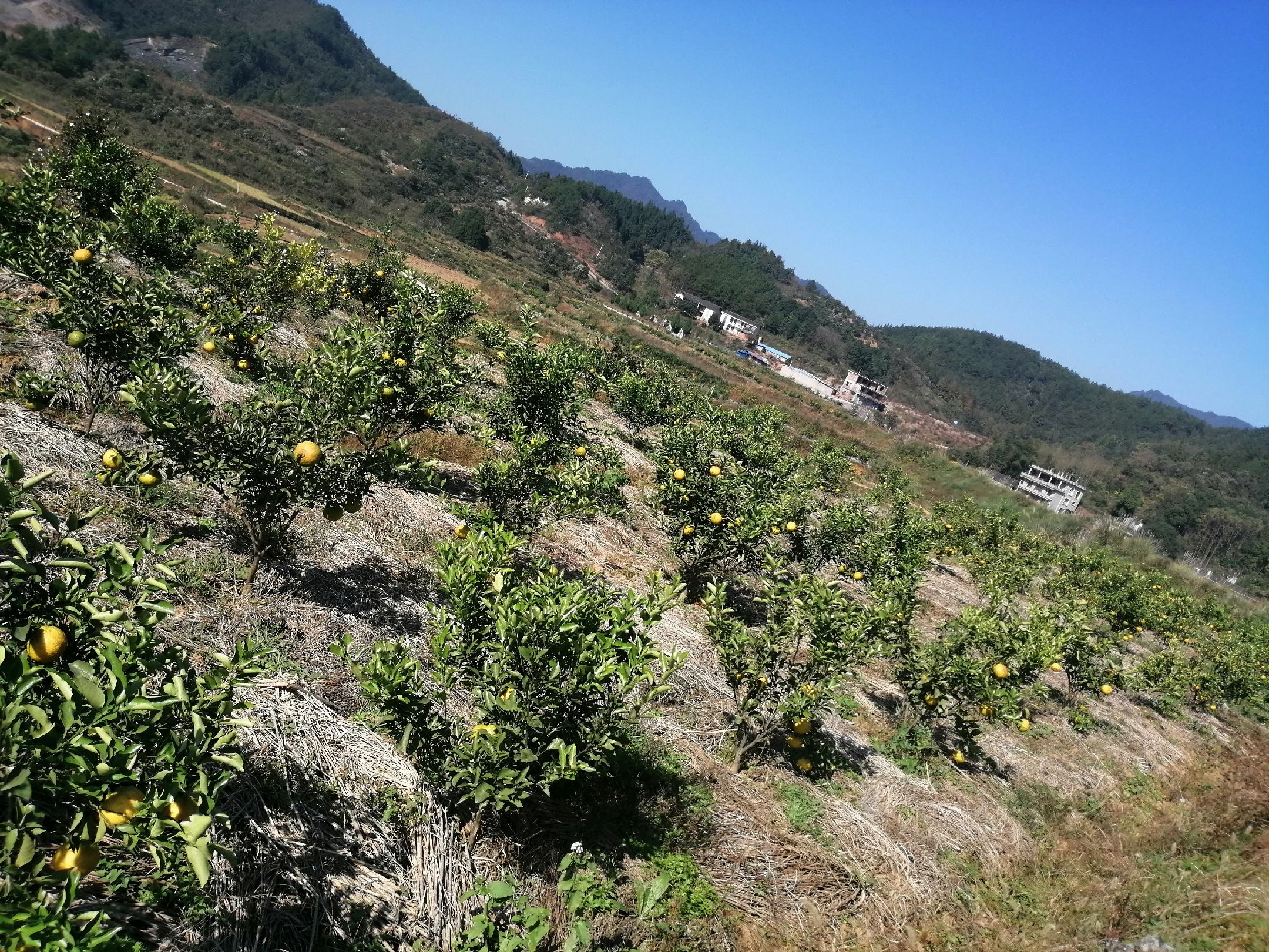 [柑桔批发]湖南省怀化市黄金贡柚每件10斤包邮价格50.