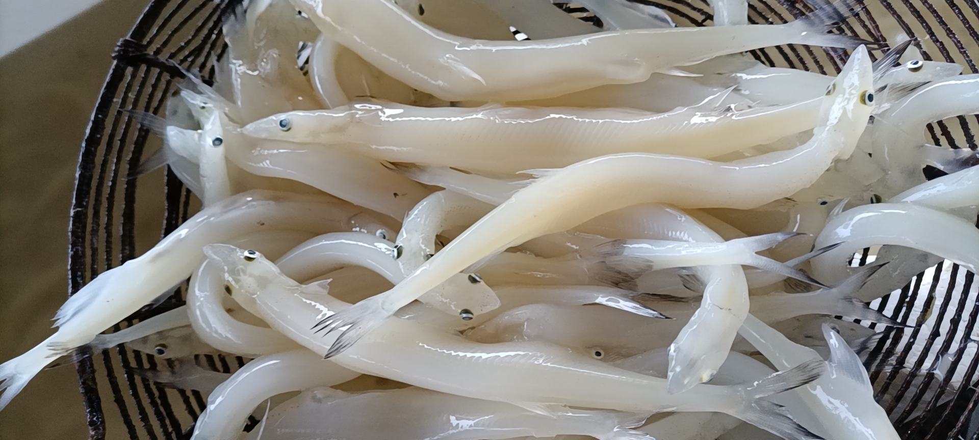 冻板小包装银鱼.单冻大条鱼.价格26.00元/斤 - 一亩田