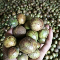 贵州黔西南贞丰野生籽榨油量百分之三十有需要的油茶朋友